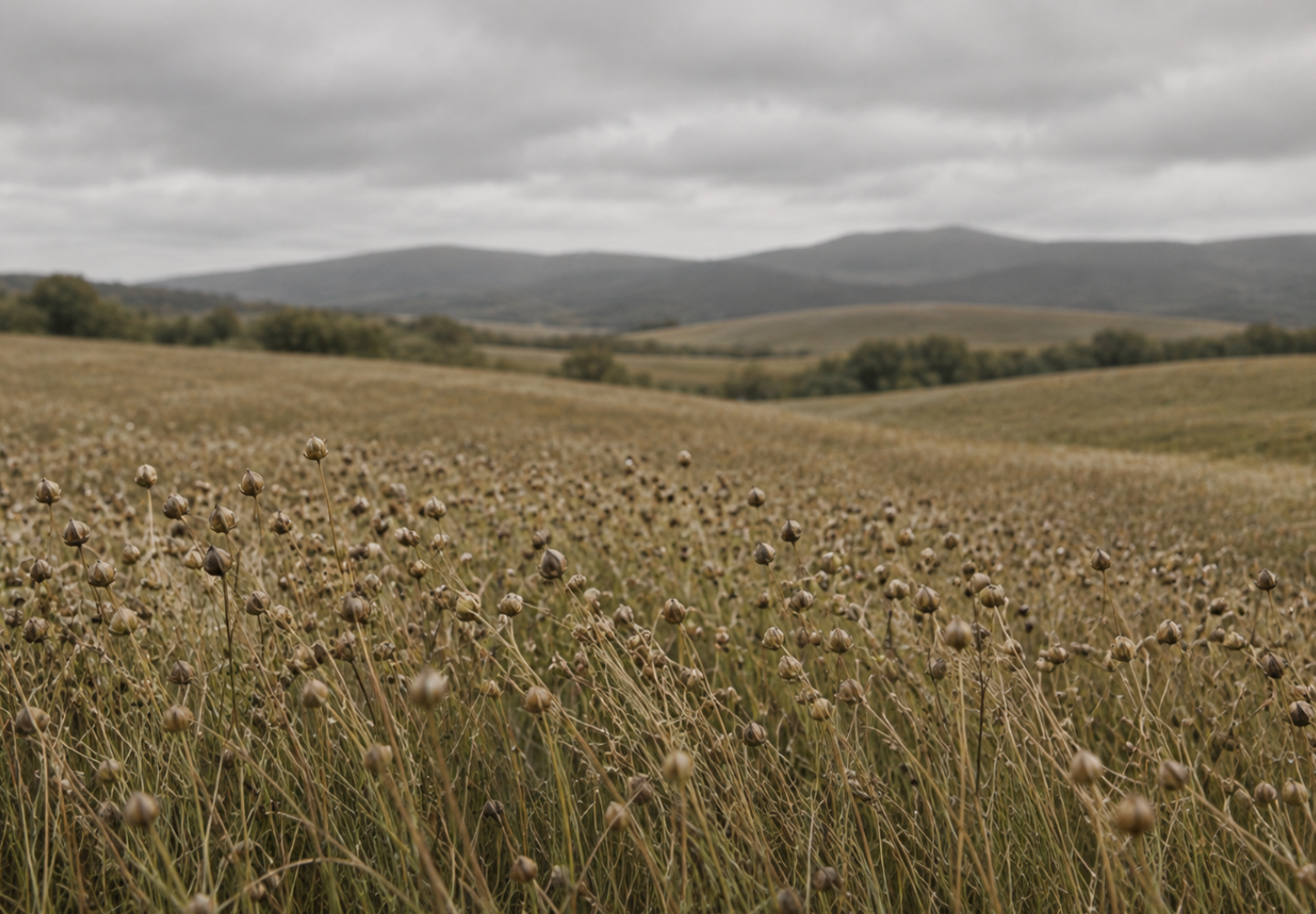 A vast field of mature flax plants with brown seed pods ready for harvest, featuring rolling hills in the background under a cloudy sky.