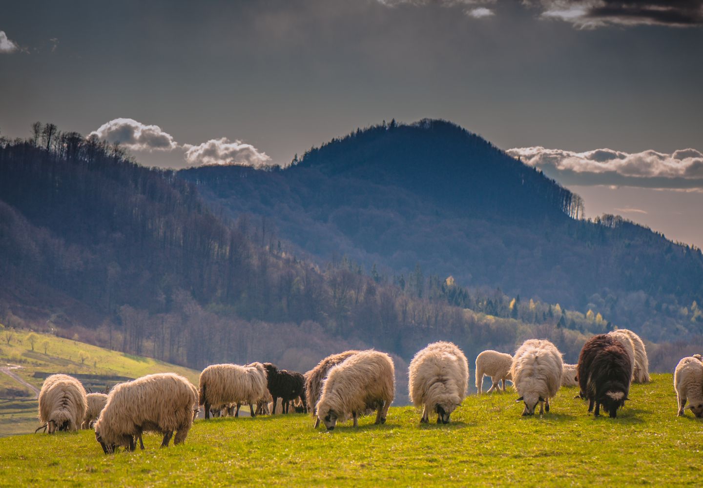 Schapen die grazen in een veld met bergen op de achtergrond